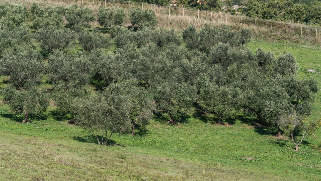 Photo of Others in Montefiascone