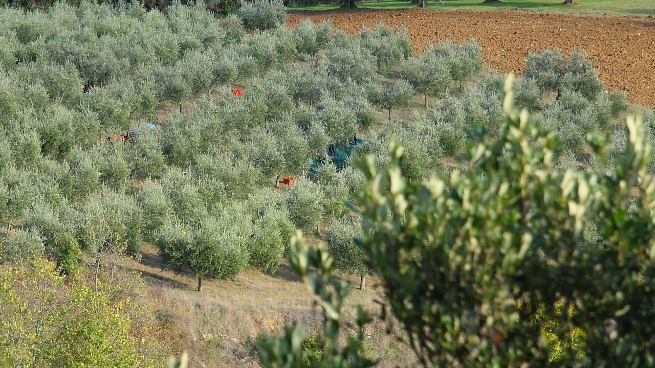 Photo of Others in Monte Vibiano Vecchio