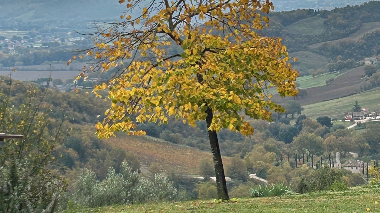 Photo of Others in Montelovesco
