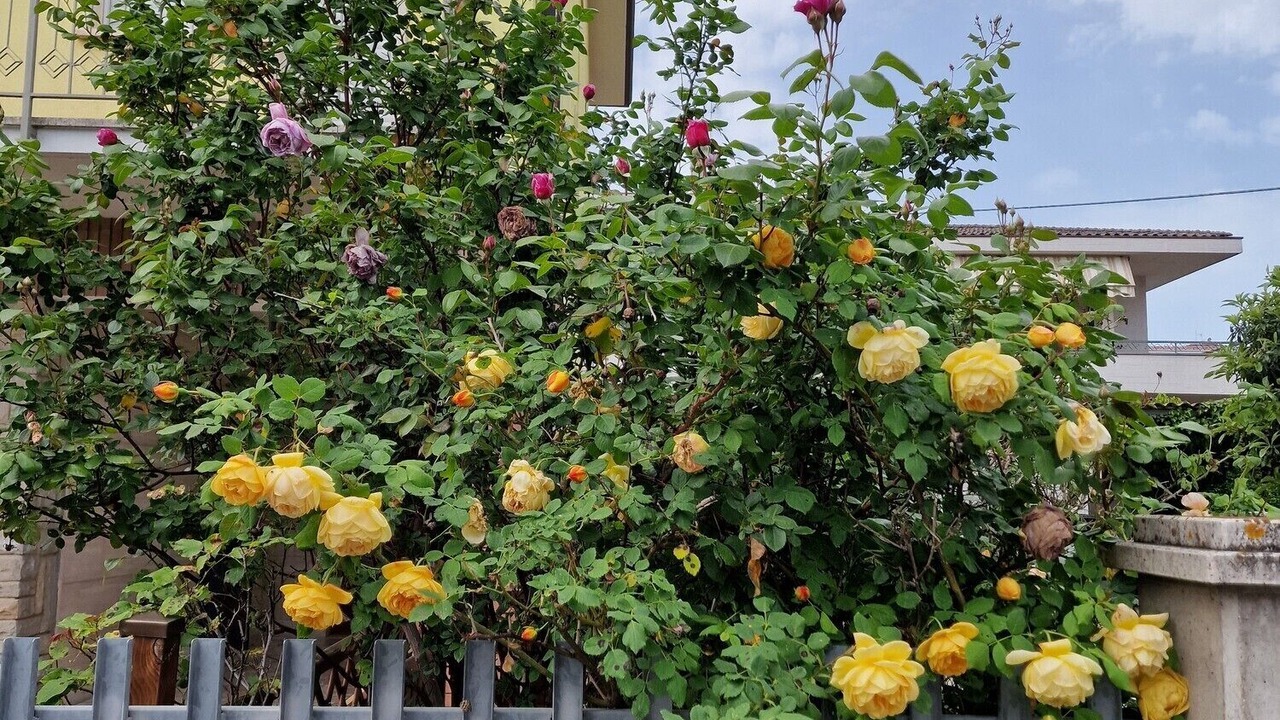 Photo of Outdoor in Bastia Umbra