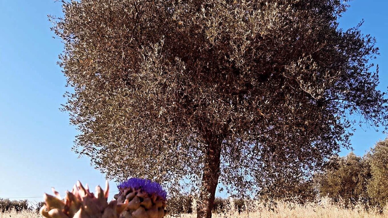 Photo of Others in Colonnella