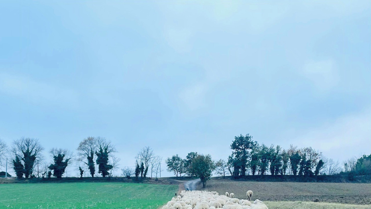 Photo of Others in Recanati