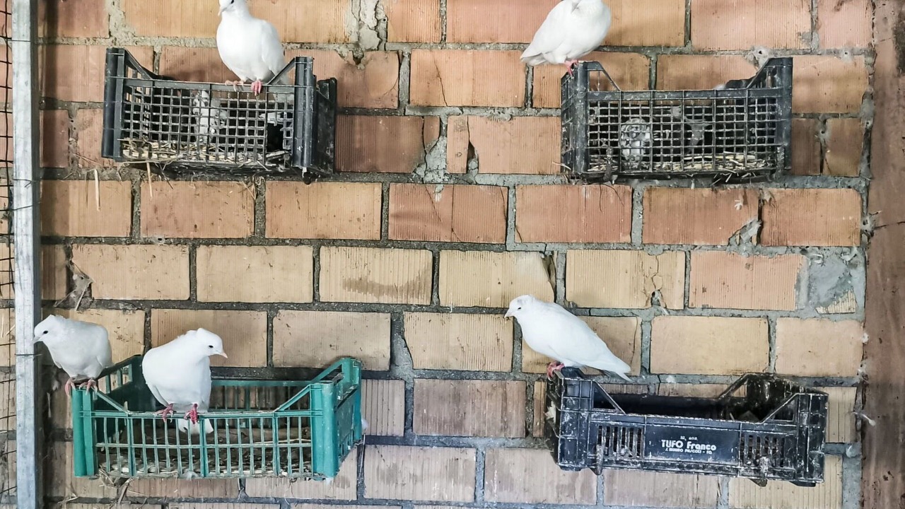 Photo of Others in Archi