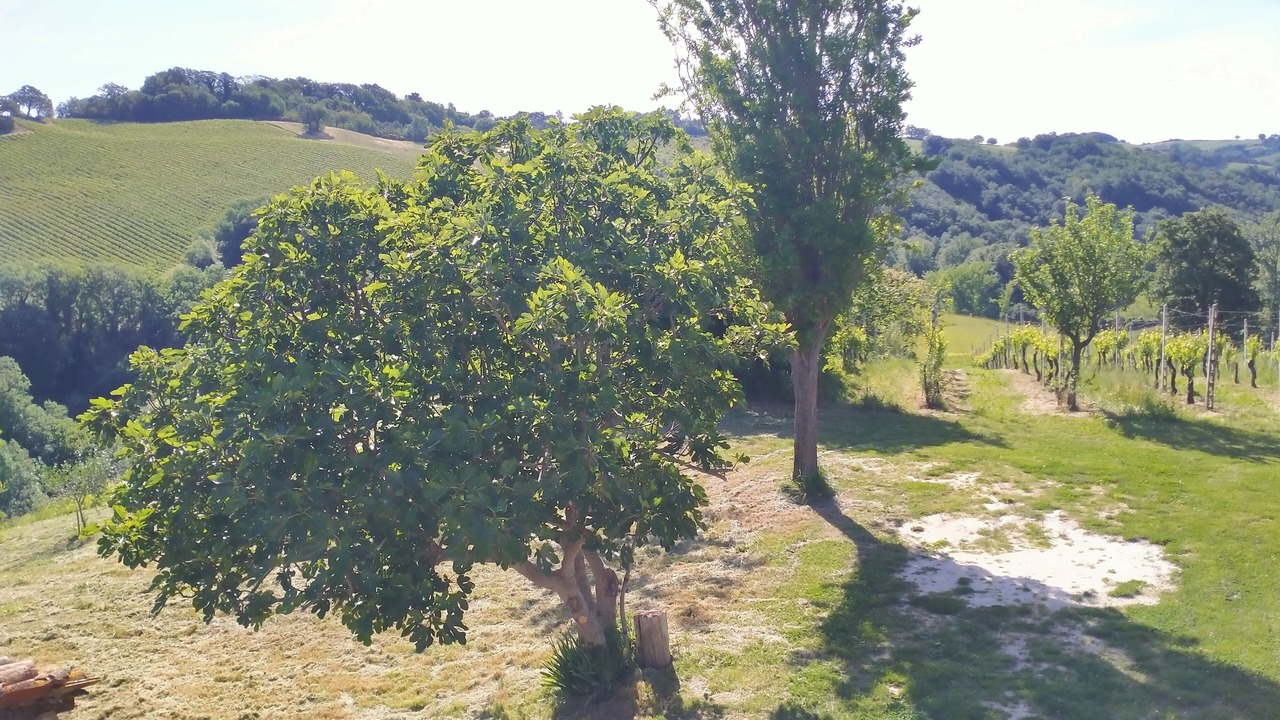Photo of Others in Apiro