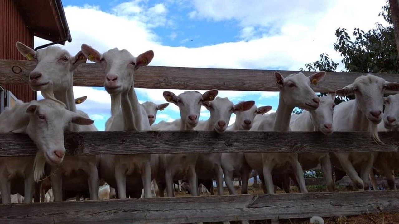 Photo of Others in Saint-Pierre
