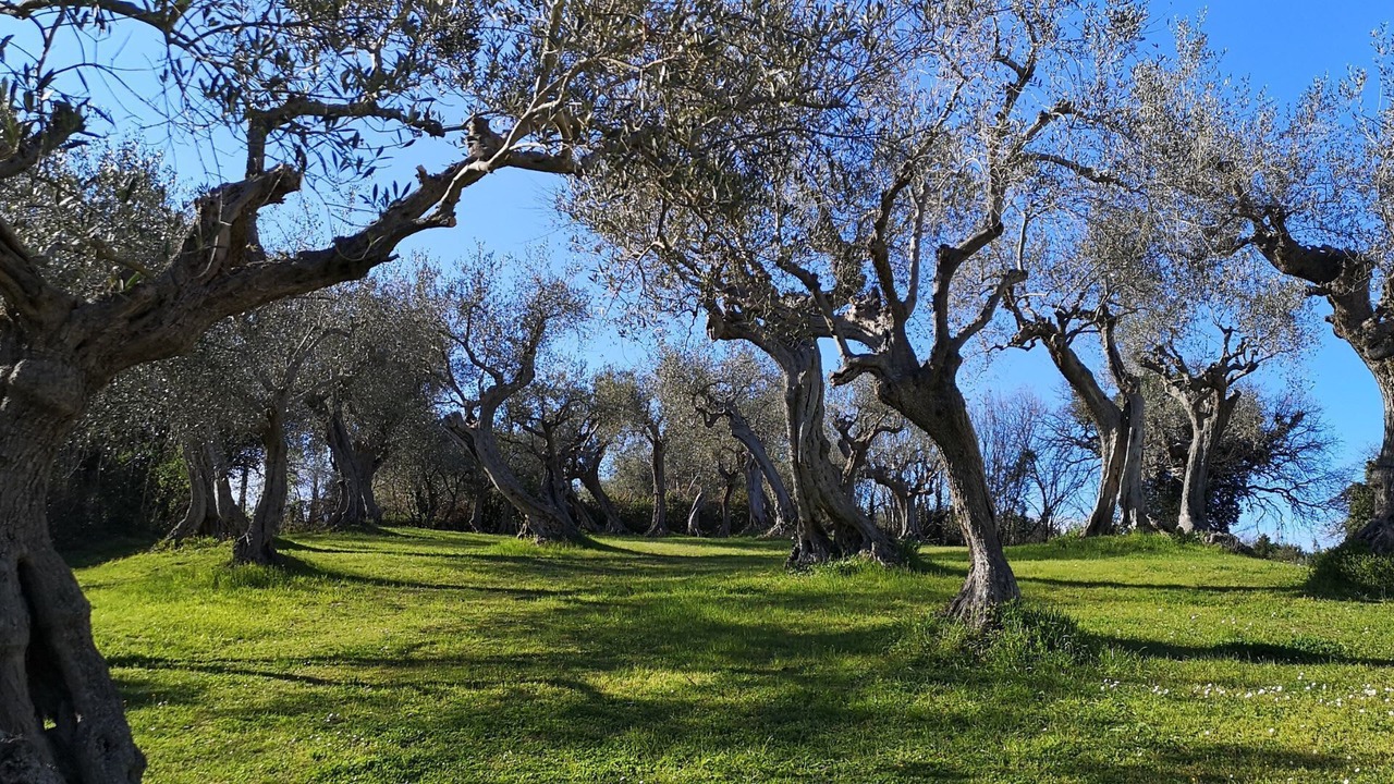 Photo of Outdoor in Fano
