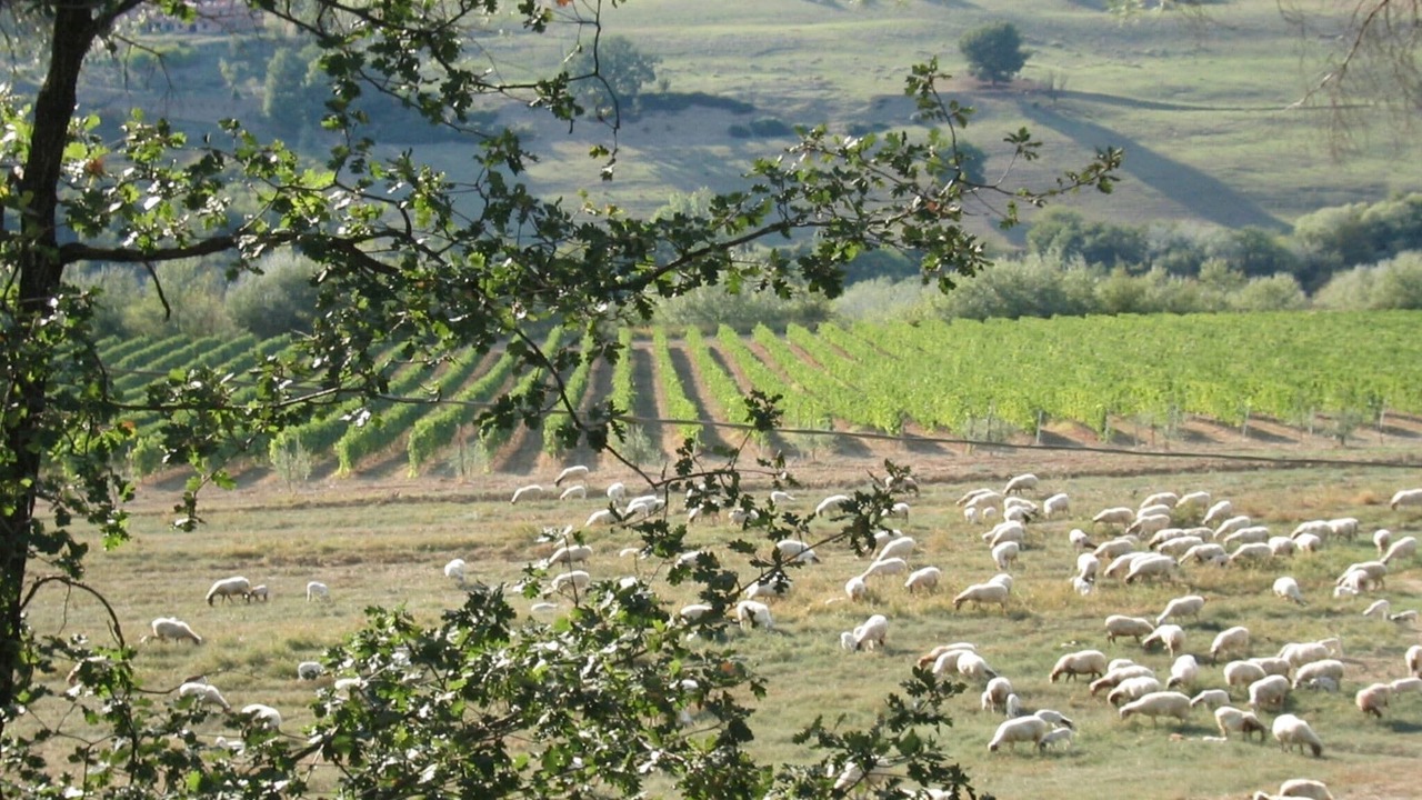 Photo of Others in Magliano Sabina