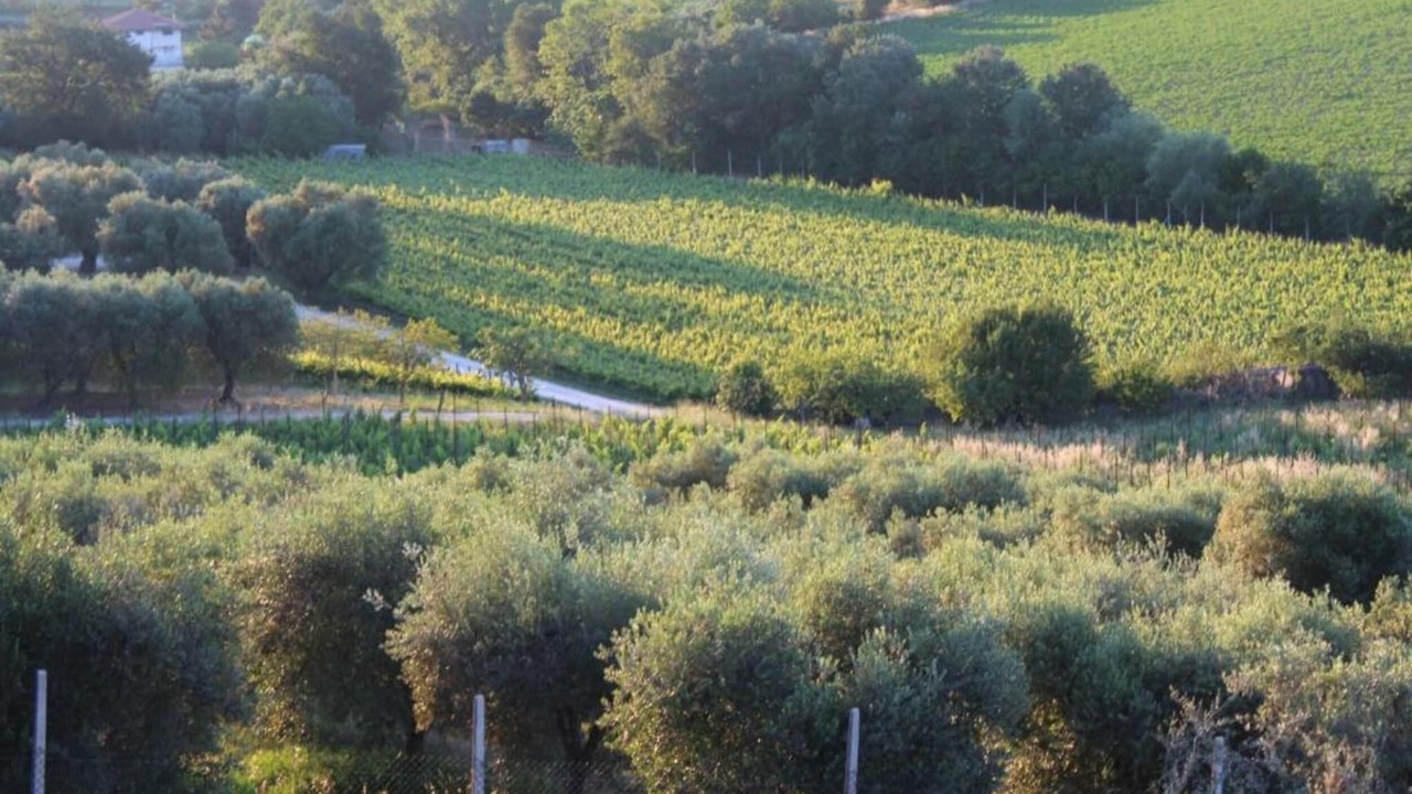 Photo of Others in Fermo