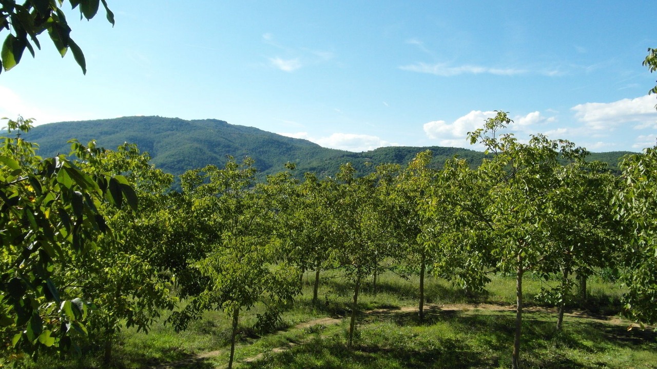 Photo of Others in Monterchi