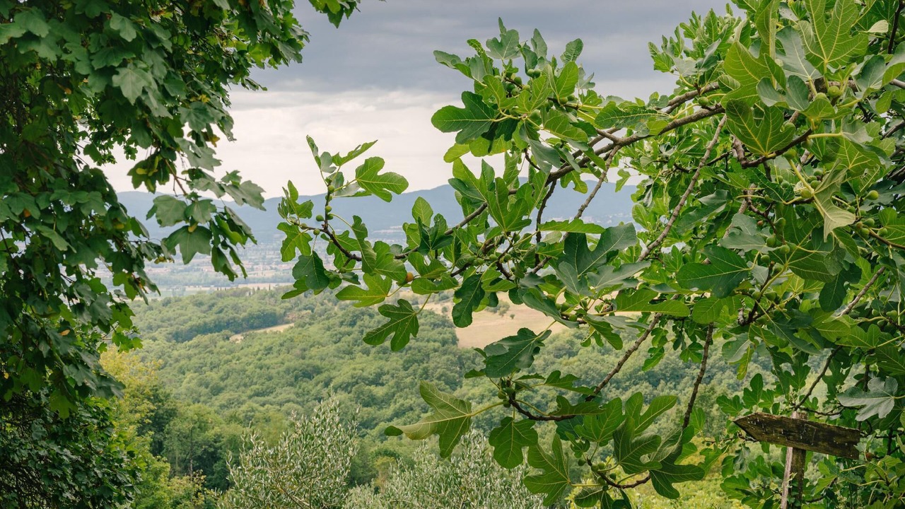 Photo of Outdoor in Sansepolcro