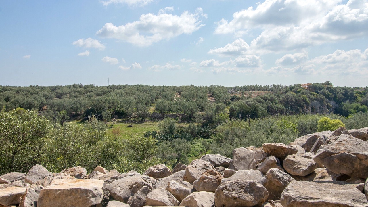 Photo of Others in Bisceglie