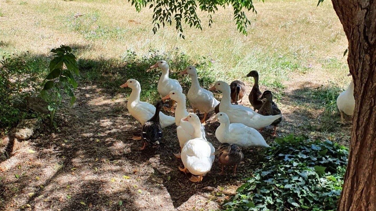Photo of Others in Pomarance
