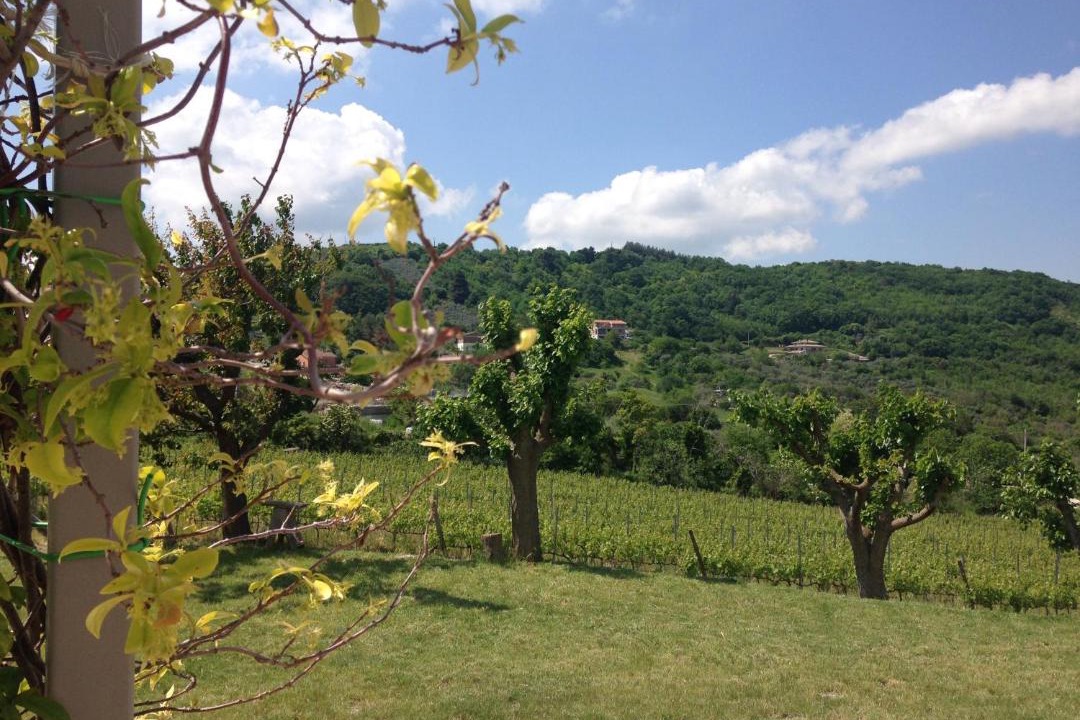 Photo of Others in Bovino