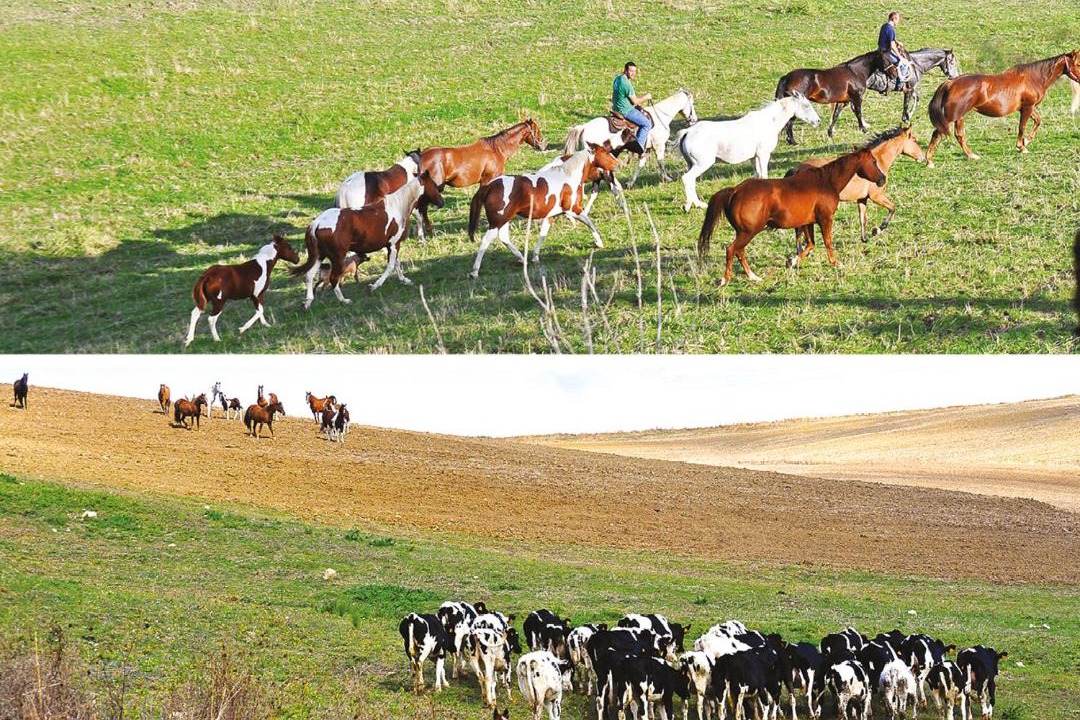 Photo of Others in San Chirico Nuovo