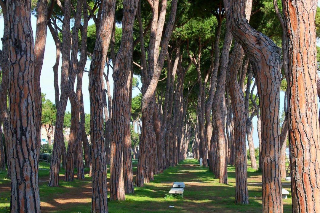 Photo of Others in Pineto