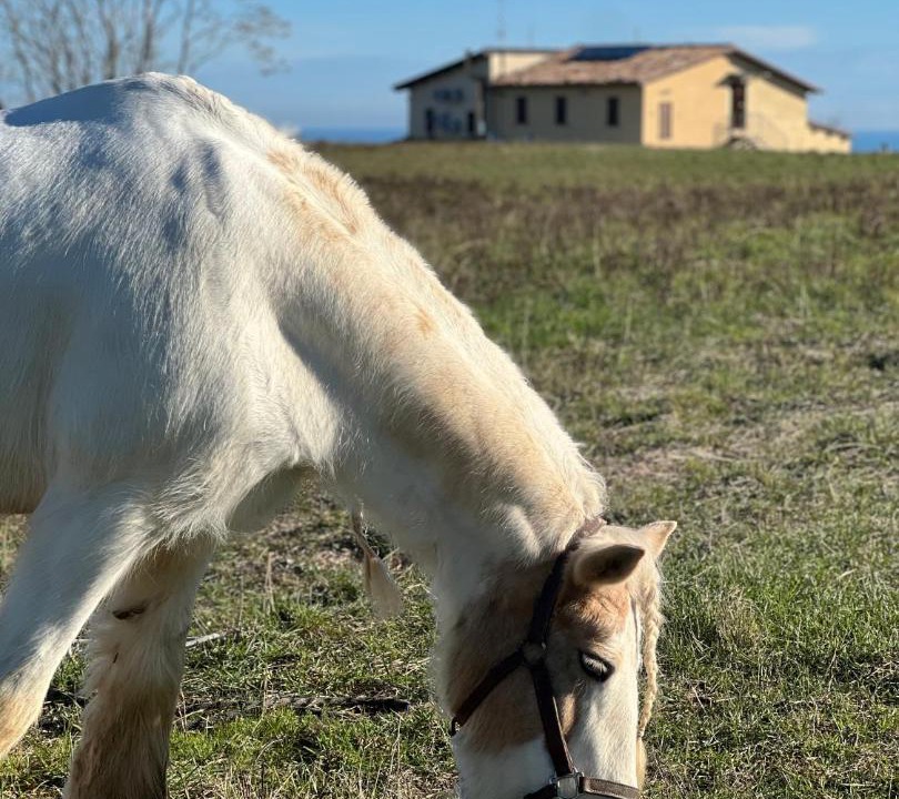 Photo of Others in Massignano