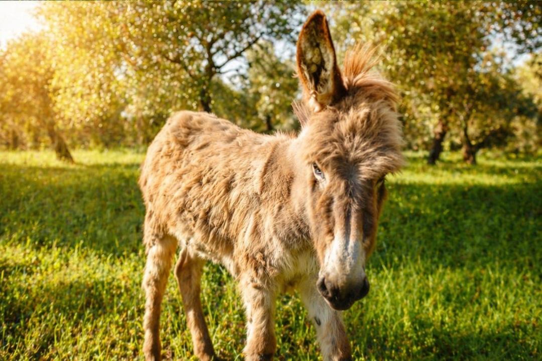 Photo of Others in Ostigliano