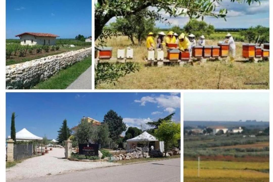 Photo of Others in Montegrosso