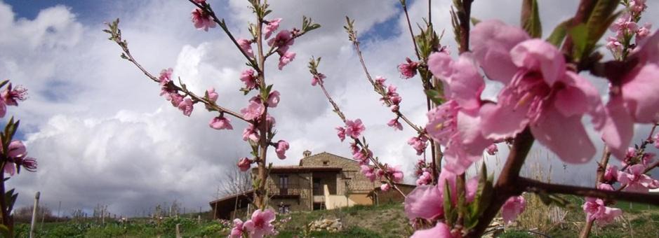 Photo of Others in Colledara