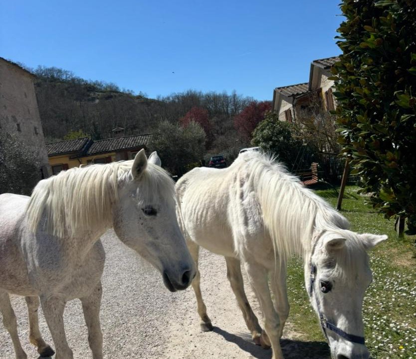 Photo of Others in Citta di Castello