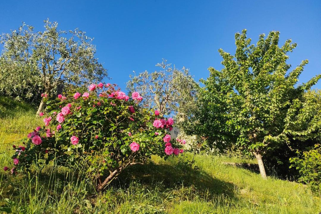 Photo of Others in Anghiari