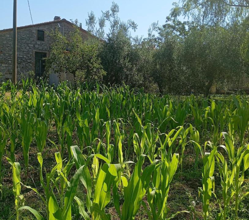 Photo of Others in Roccalbegna