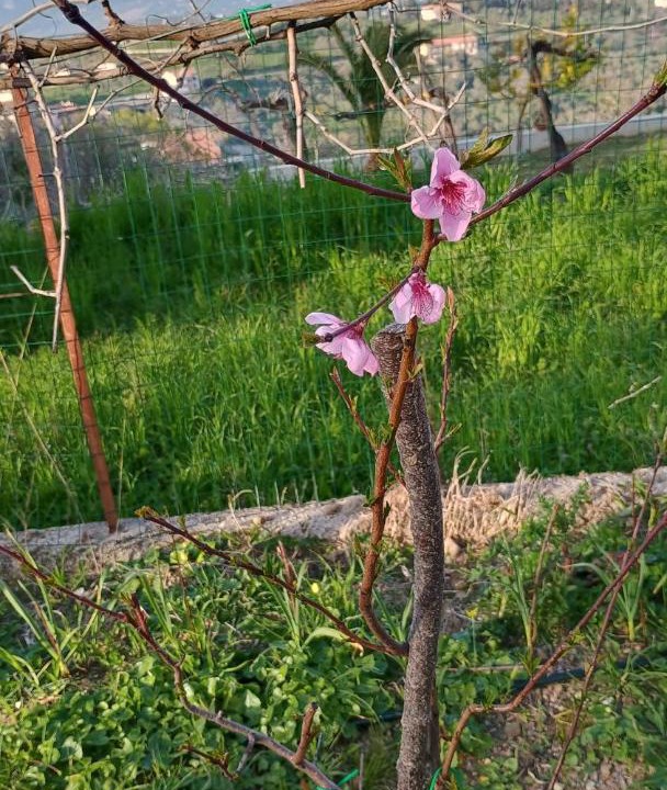 Photo of Outdoor in Ogliastro Cilento
