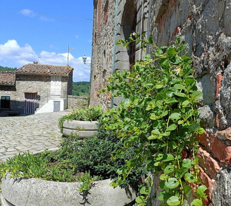 Photo of Others in Torniella