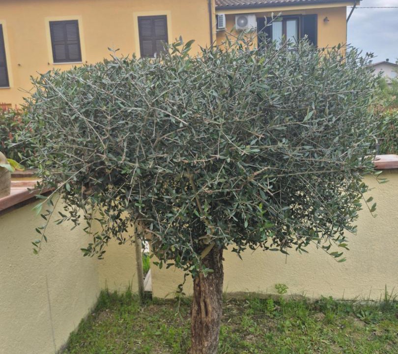 Photo of Others in Spello