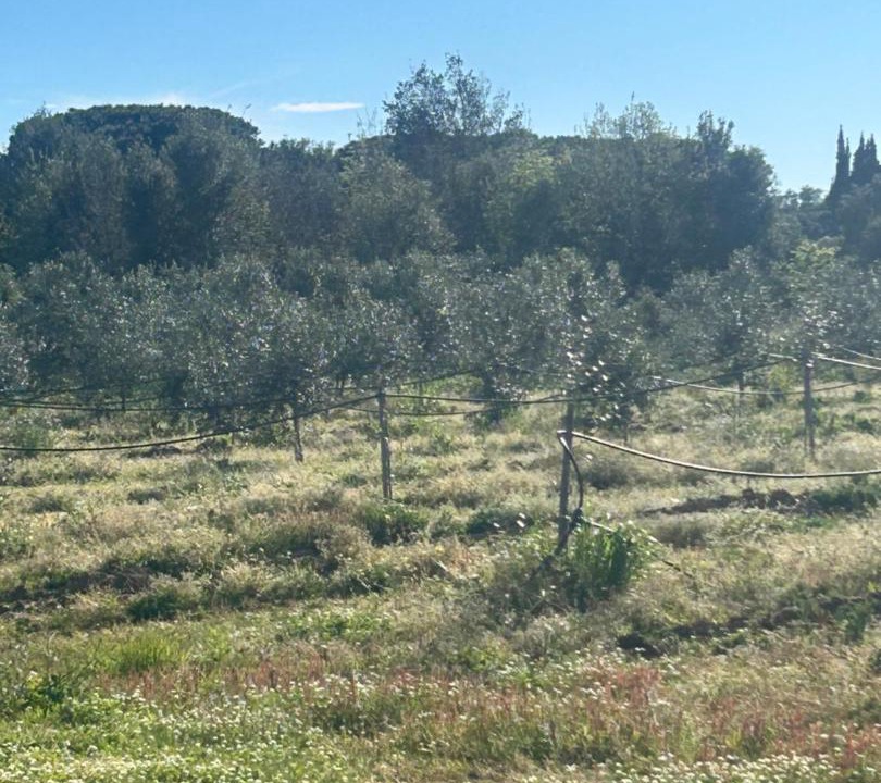 Photo of Others in Orbetello