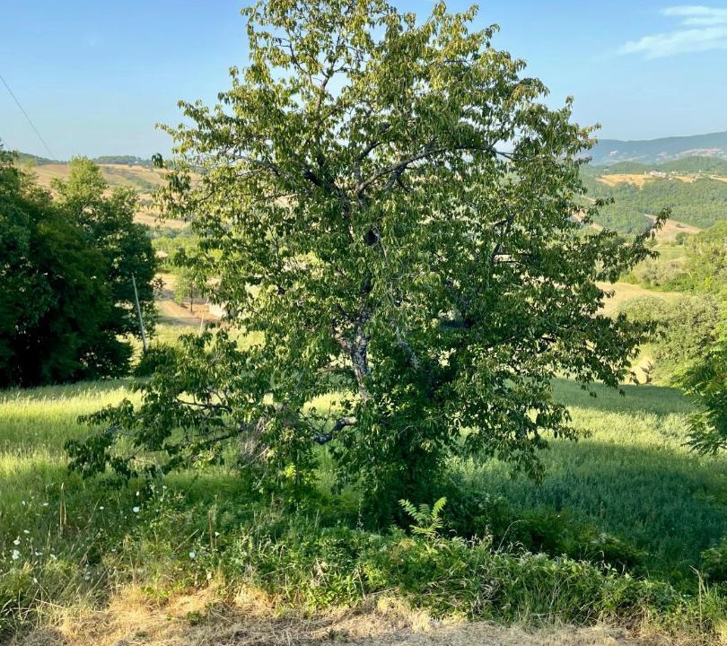 Photo of Others in Torricella Peligna