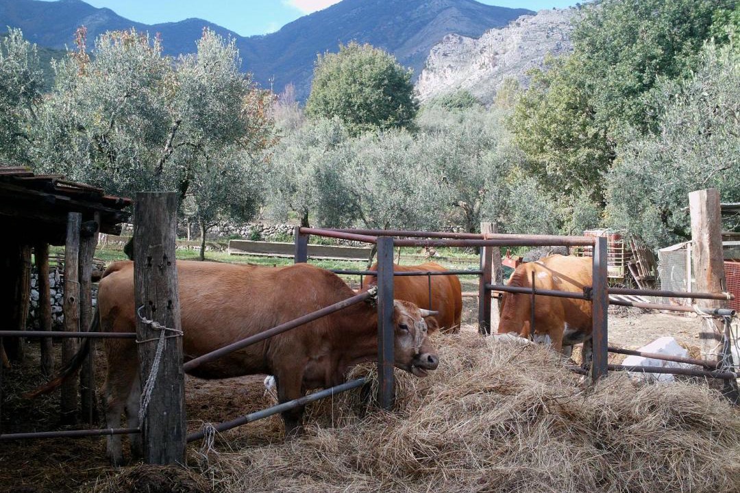 Photo of Others in Spigno Saturnia