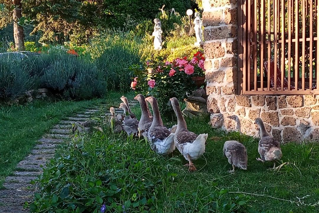 Photo of Others in Narni