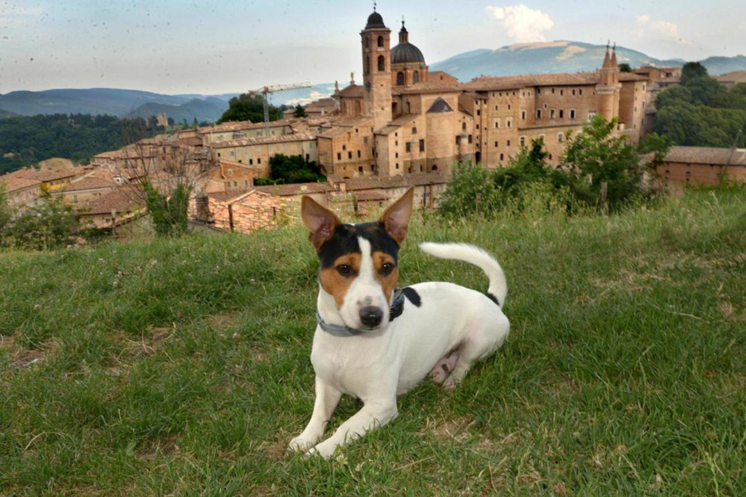 Photo of Others in Urbino