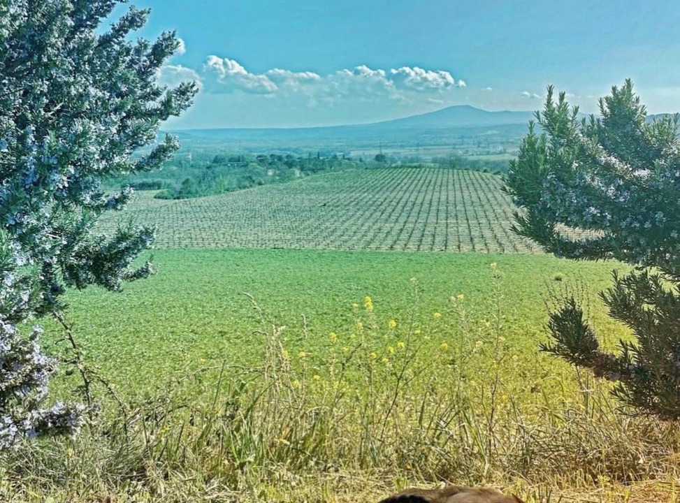 Photo of Others in Corbara