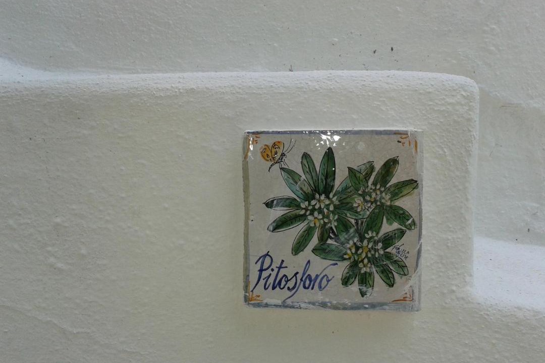 Photo of Others in Forio