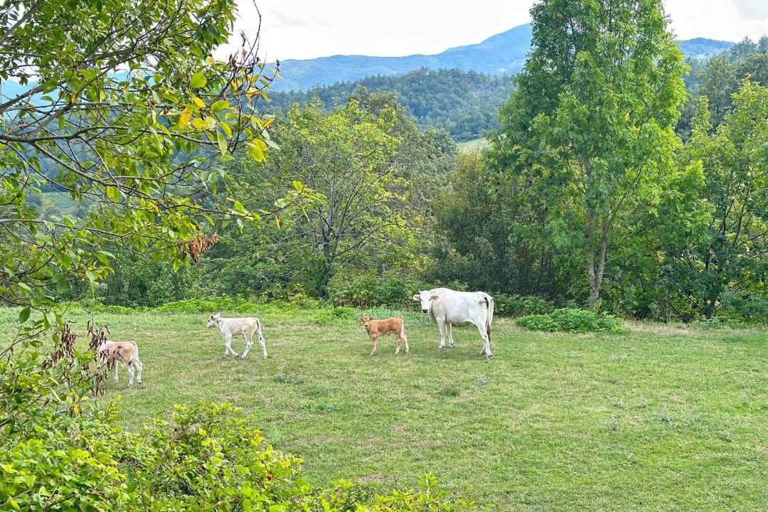 Photo of Others in Pieve Santo Stefano