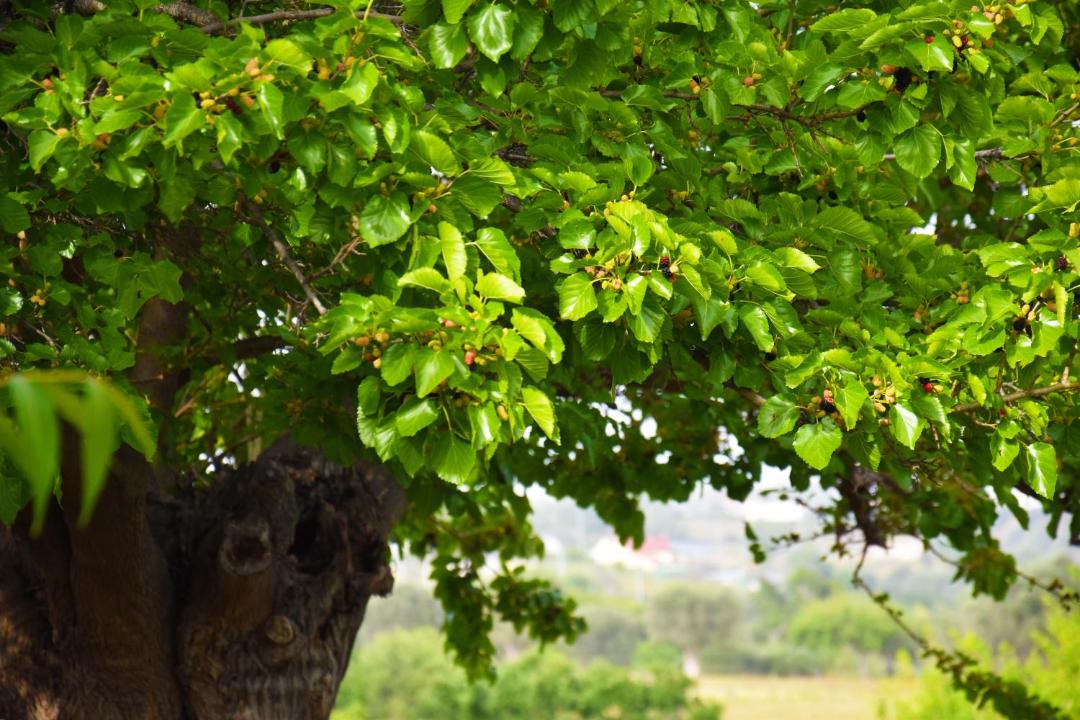 Photo of Others in Pisticci
