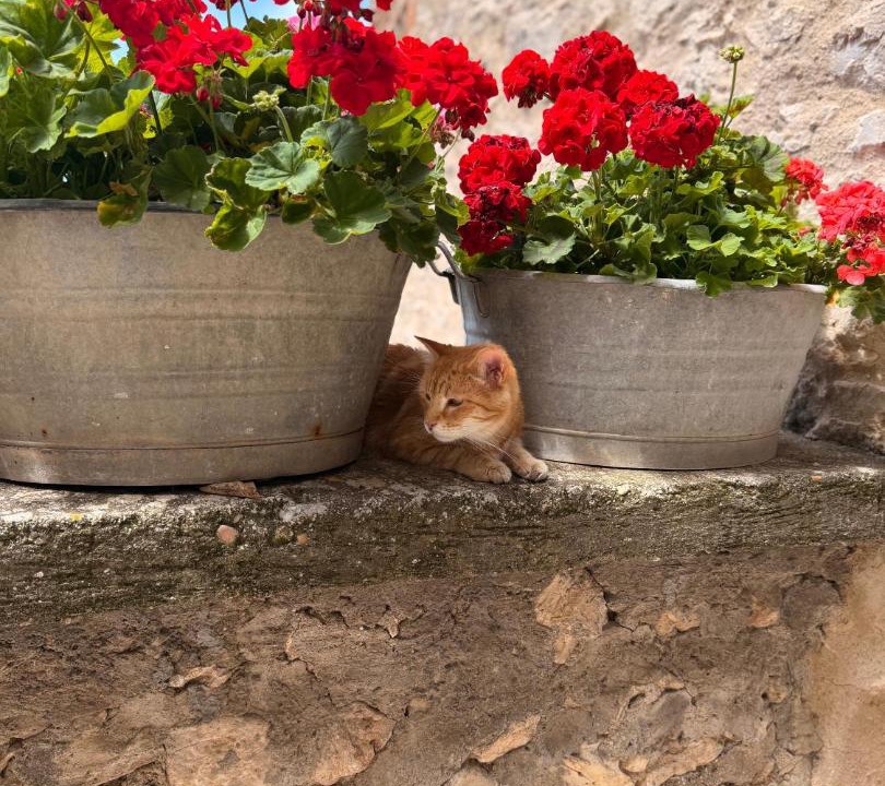 Photo of Others in Casperia