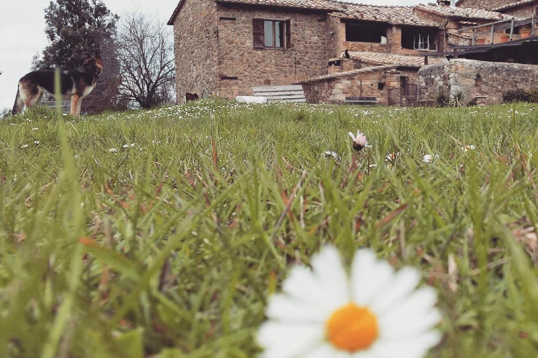 Photo of Others in Montalcino