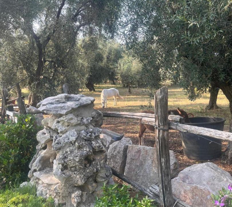 Photo of Others in Ischitella