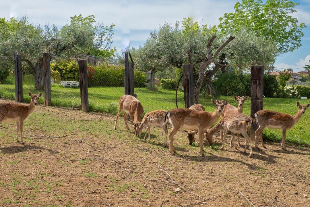 Photo of Others in Citta Sant'Angelo