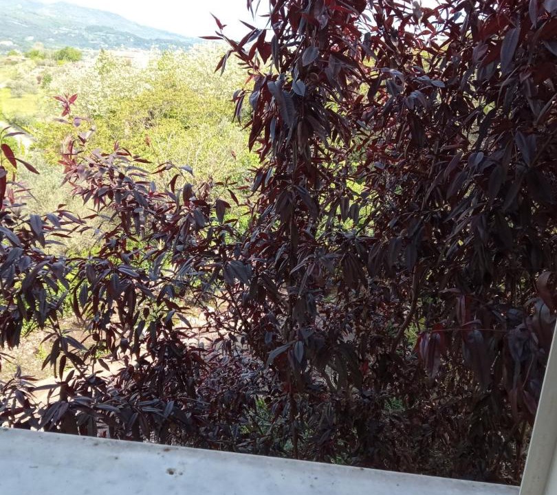 Photo of Others in Caiazzo