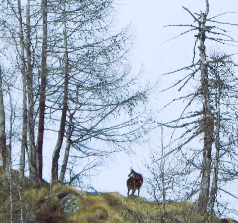 Photo of Others in Antronapiana