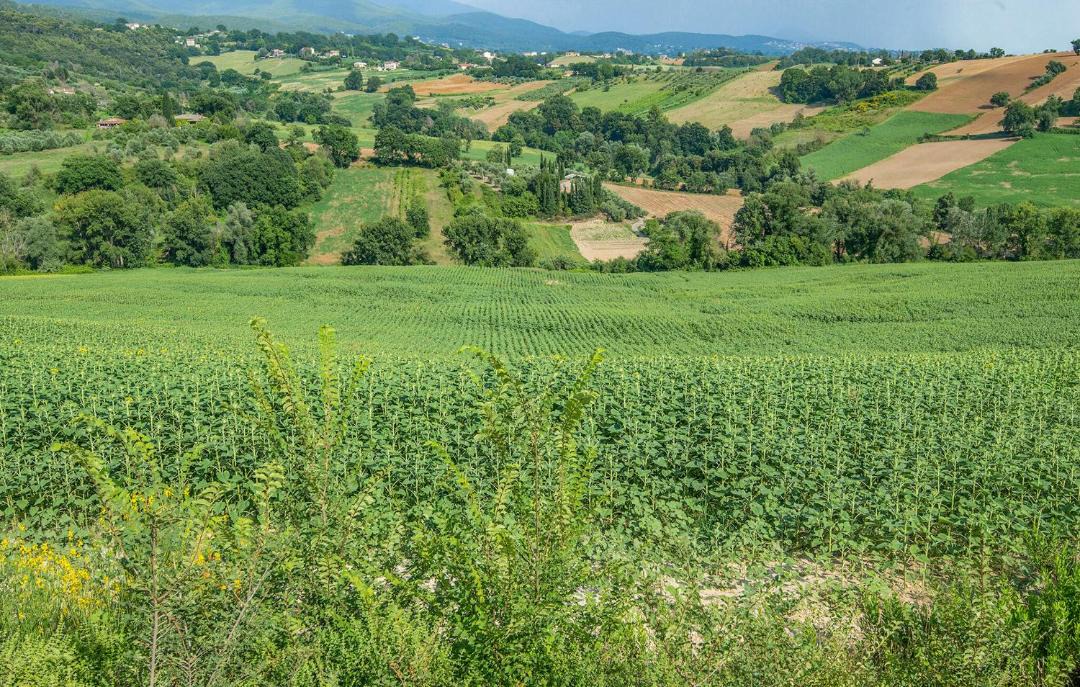 Photo of Others in Magione