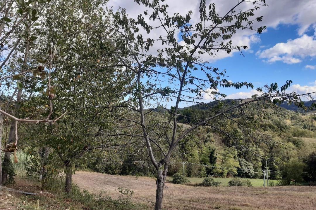 Photo of Others in Montefortino