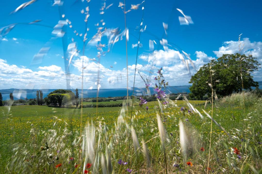 Photo of Others in Bolsena