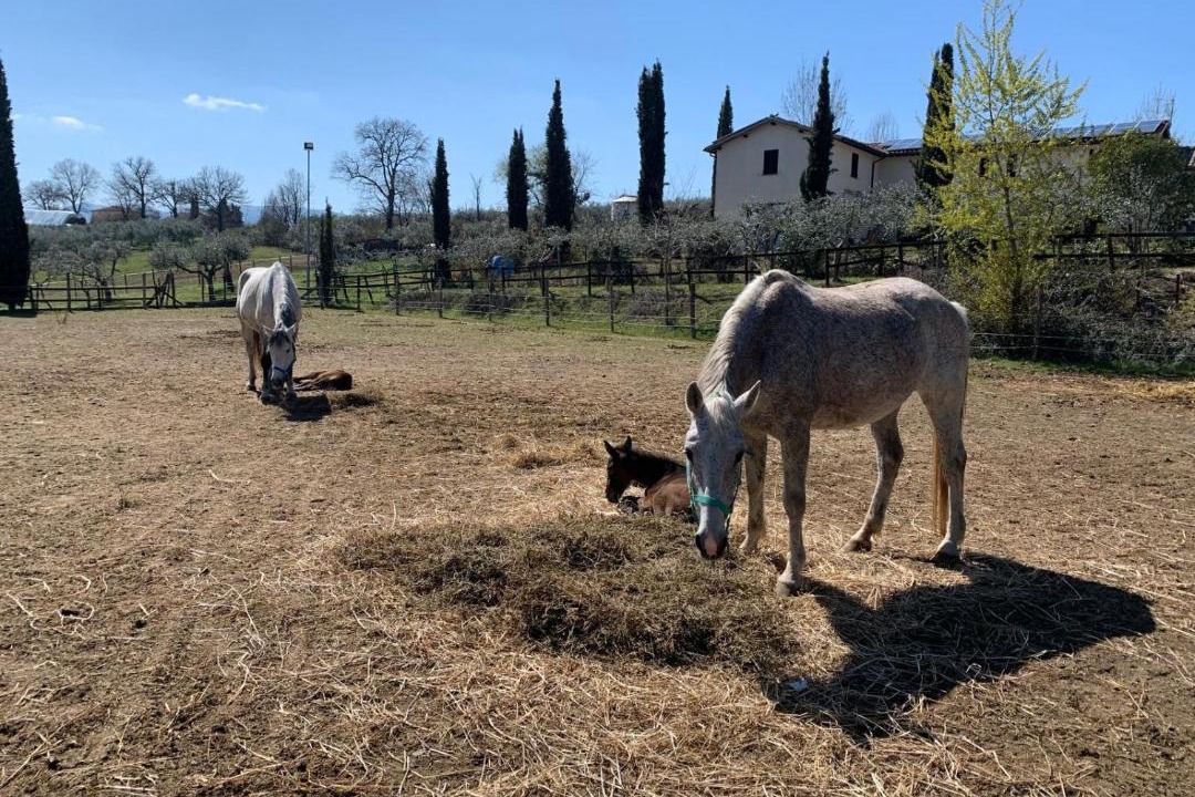 Photo of Others in Montefalco