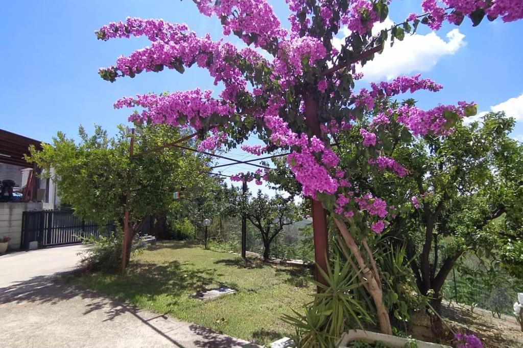Photo of Others in Frisa