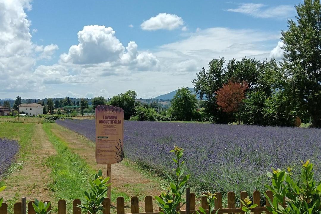 Photo of Others in Montefalco